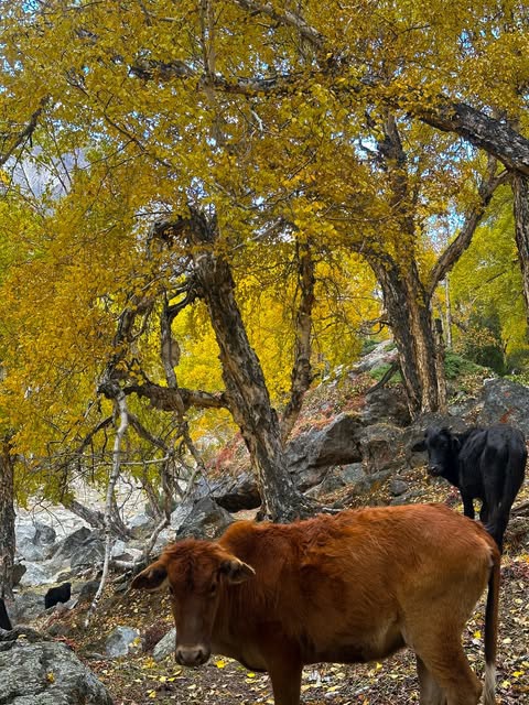 Fairy Meadows tour — travel photo 5